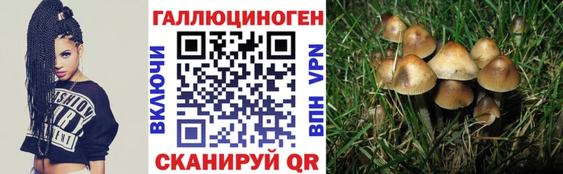 цены   Строитель  Галлюциногенные грибы Psilocybine cubensis 